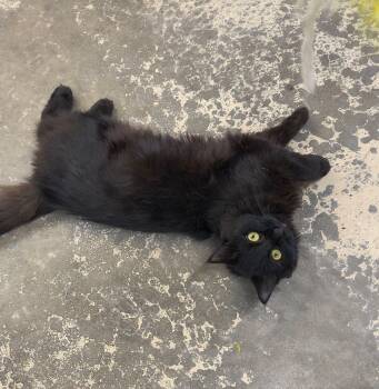 Stanley -  Domestic Long Hair Cat for Adoption in Saint Marys, Pennsylvania - Stanley | PetCurious