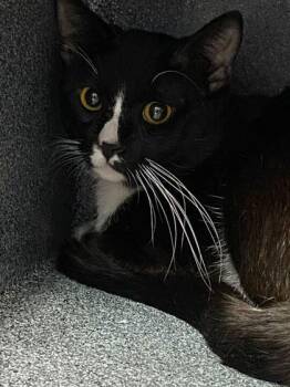 Agent J -  Domestic Short Hair Cat Available for Adoption in Daytona Beach, Florida - Agent J | PetCurious