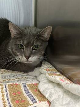 Domestic Short Hair Cats Available for Adoption in Barnstable, Massachusetts - PRECIOUS | PetCurious