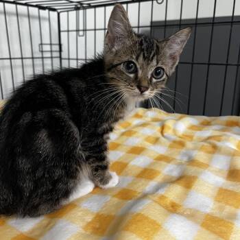 Pringle -  Domestic Short Hair Cat for Adoption in Houston, Texas - Pringle | PetCurious