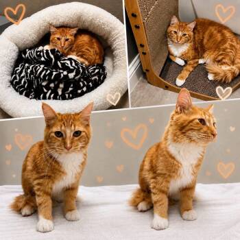 Poe -  Domestic Long Hair Cat for Adoption in Clovis, California - Poe | PetCurious