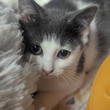 Moon -  Domestic Short Hair Cat for Adoption in Fenton, Michigan - Moon | PetCurious