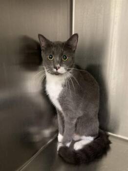 CHEROKEE -  Domestic Short Hair Cat for Adoption in Dallas, Texas - CHEROKEE | PetCurious