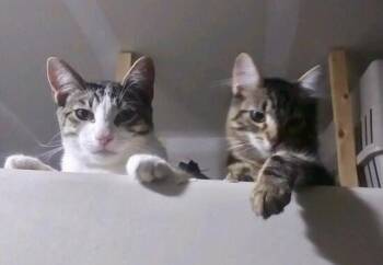 Rescue Tabby and Domestic Short Hair Cats for Adoption in Bothell, Washington - Teenage Kitties For Adoption | PetCurious