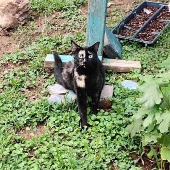 Sassy -  Domestic Short Hair Cat for Adoption in Fayetteville, Arkansas - Sassy | PetCurious