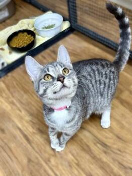 Jelly -  Domestic Short Hair Cat for Adoption in Medina, Ohio - Jelly | PetCurious