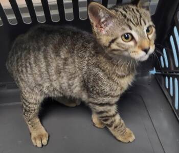 Nf-7 Cheerio -  Domestic Short Hair Cat for Adoption in Lawrenceville, Georgia - Nf-7 Cheerio | PetCurious