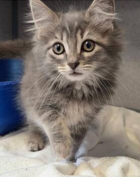 Gazelle -  Domestic Long Hair Cat for Adoption in Liverpool, New York - Gazelle | PetCurious