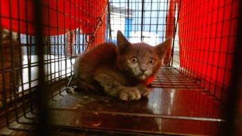 YUNA -  Domestic Short Hair Cat for Adoption in Doral, Florida - YUNA | PetCurious