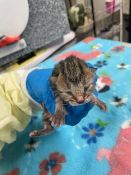Poodle Moth -  Domestic Short Hair Cat for Adoption in Cincinnati, Ohio - Poodle Moth | PetCurious