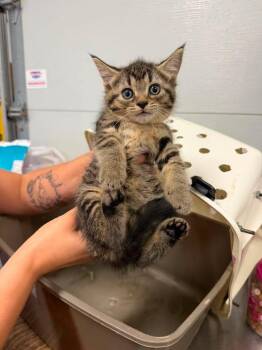 Doodle -  Domestic Short Hair Cat for Adoption in Greensburg, Indiana - Doodle | PetCurious