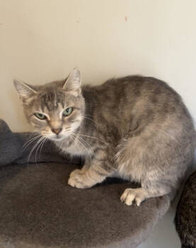 Rescue Domestic Short Hair and Tabby Cats for Adoption in Livonia, Michigan - C297 Litter Ella | PetCurious