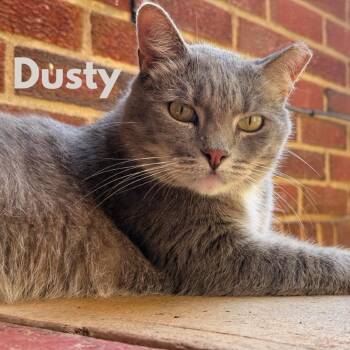 Dusty -  Domestic Short Hair Cat for Adoption in Lynchburg, Virginia - Dusty | PetCurious
