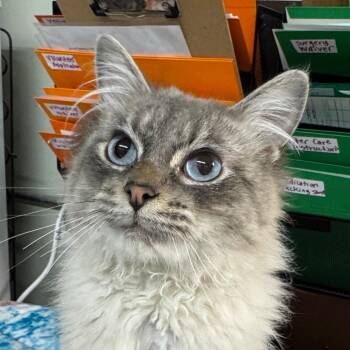 Siamese and Domestic Long Hair Cats Available for Adoption in Battle Creek, Michigan - COOKIE | PetCurious