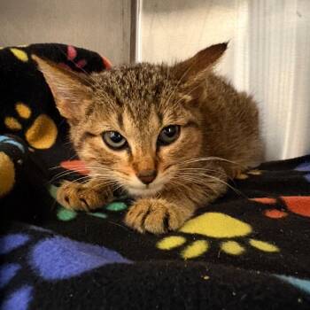 Cashmere -  Domestic Short Hair Cat for Adoption in West Palm Beach, Florida - Cashmere | PetCurious