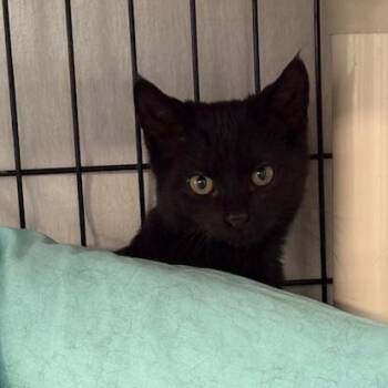 Rescue Domestic Short Hair Cats for Adoption in Honesdale, Pennsylvania - Eli | PetCurious