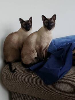 Siamese Cats Available for Adoption in Wheaton, Illinois - Shamrock And Chopstick (bonded Pair) | PetCurious