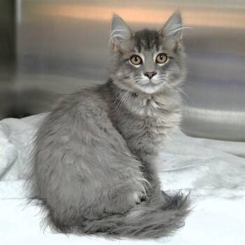 Slate -  Domestic Long Hair Cat for Adoption in Michigan City, Indiana - Slate | PetCurious