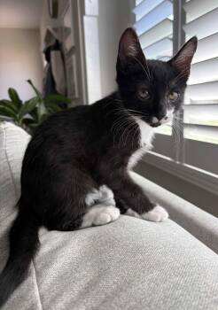 Lucky -  Domestic Short Hair Cat for Adoption in Seal Beach, California - Lucky | PetCurious