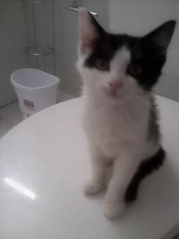 Angel Hoopes -  Domestic Short Hair Cat for Adoption in Philadelphia, Pennsylvania - Angel Hoopes | PetCurious
