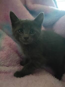 Domestic Short Hair Cats Available for Adoption in Mount Pleasant, Texas - Lewis | PetCurious