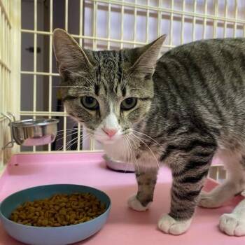 Domestic Short Hair Cats Available for Adoption - Aaron | PetCurious
