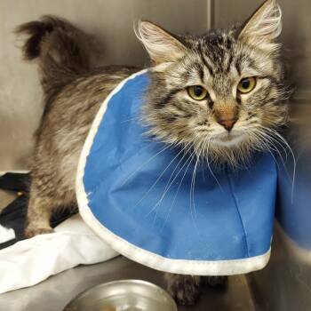 Domestic Long Hair Cats Available for Adoption - MogleyCat | PetCurious