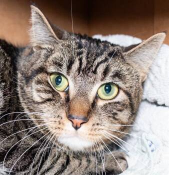 Domestic Short Hair Cats Available for Adoption in Boston, Massachusetts - MICHY | PetCurious