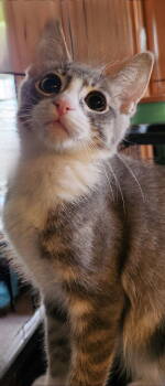 Rescue Domestic Short Hair Cats for Adoption in Mission Viejo, California - Merv Griffin | PetCurious