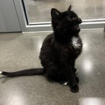 Skunk -  Domestic Short Hair Cat for Adoption in Janesville, Wisconsin - Skunk | PetCurious