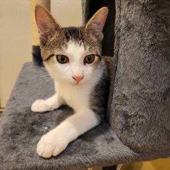 Goose -  Domestic Short Hair Cat for Adoption in Los Angeles, California - Goose | PetCurious