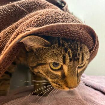 Domestic Short Hair Cats Available for Adoption in Pittsburgh, Pennsylvania - Dylan | PetCurious