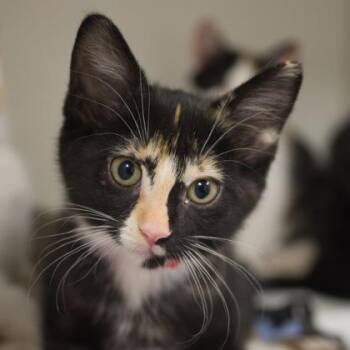 Bumblebee -  Domestic Short Hair Cat for Adoption in Verona, Wisconsin - Bumblebee | PetCurious