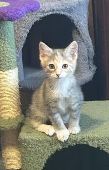 Domestic Short Hair Cats Available for Adoption in Athens, Ohio - Etta | PetCurious