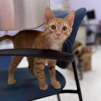 Tanner,Subie&Tessa -  Domestic Short Hair Cat for Adoption in Portage, Michigan - Tanner,Subie&Tessa | PetCurious