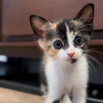 Rescue Domestic Short Hair Cats for Adoption in Los Angeles, California - Beezus | PetCurious