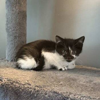 Rescue Domestic Short Hair Cats for Adoption in Jarrettsville, Maryland - Uncle Fester | PetCurious