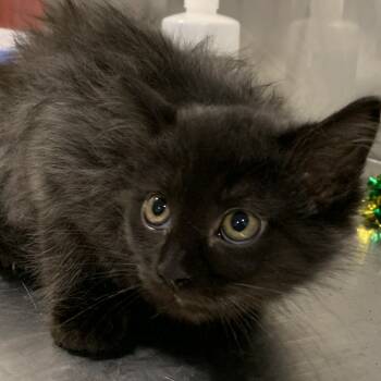 Rescue Domestic Long Hair Cats for Adoption in Washburn, Missouri - Dior | PetCurious