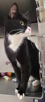 Domestic Short Hair Cats Available for Adoption in Vancouver, Washington - Spartan | PetCurious