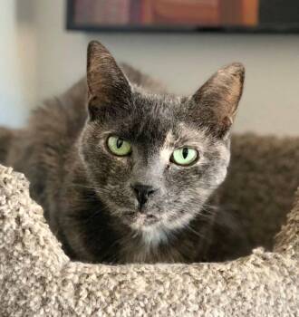 Rescue Domestic Short Hair Cats for Adoption in Santa Fe, New Mexico - Soulay [Permanent Foster] | PetCurious