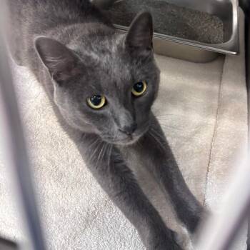 Scooby -  Chartreux Cat for Adoption in Indianapolis, Indiana - Scooby | PetCurious