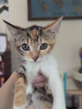 Rescue Domestic Short Hair Cats for Adoption in Bon Air, Virginia - Marie | PetCurious