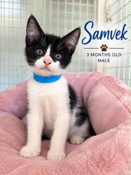 Samvek -  Domestic Short Hair Cat for Adoption in Kingsland, Georgia - Samvek | PetCurious