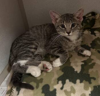 Rescue Domestic Short Hair Cats for Adoption in Mason City, Iowa - Quest | PetCurious