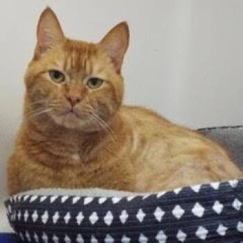 Tabby Cats Available for Adoption - Gus--Adoptable With Bonded Companion, Loaf | PetCurious