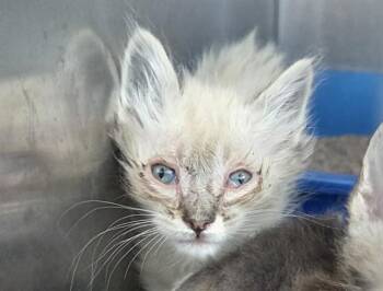 A1048464 -  Domestic Short Hair Cat for Adoption in Martinez, California - A1048464 | PetCurious