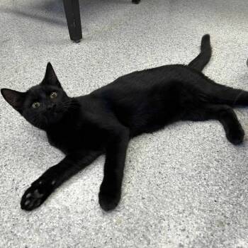 Rescue Domestic Short Hair Cats for Adoption in Hannibal, Missouri - Eggplant Parmesan | PetCurious