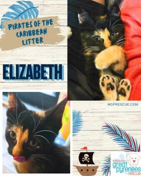 Elizabeth -  Domestic Short Hair Cat for Adoption in New Bothwell, Manitoba - Elizabeth | PetCurious
