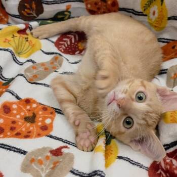 Nacho -  Domestic Short Hair Cat for Adoption in Kerrville, Texas - Nacho | PetCurious