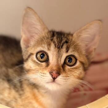 Aria 2 -  Domestic Short Hair Cat for Adoption in Cumming, Georgia - Aria 2 | PetCurious